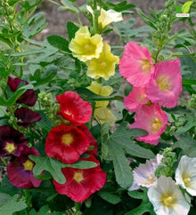 Votaniki Alcea Las Vegas Fig Leaf Hollyhock Live Plant Root with Multicolored Early Summer Flowers for Full Sun Cottage Gardens Borders Cut Flower Focal Point Landscapes
