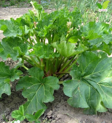 Votaniki Victoria Rhubarb Bare Root Plant Edible Perennial with Thick Green Stalks and Heavy Harvest Potential for Vegetable Gardens Homesteads and Landscape Plantings