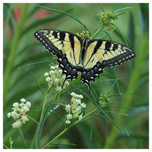Everwilde Farms 1 Lb Whorled Milkweed Native Wildflower Seeds Gold Vault