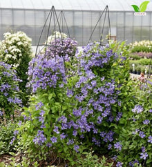 Votaniki Clematis Rain Dance Bush Clematis Grade 1 Root with Large Indigo Blue Flowers for Borders, Patio Containers, Cut Flower Gardens, Specimen Plantings and Garden Obelisks