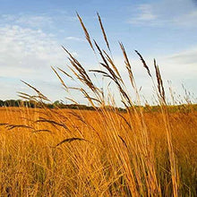 Outsidepride Perennial Tall Native Grass Seed Mix - 25 lbs. Blend of Drought-Tolerant, Low-Maintenance Bluestem, Switchgrass & Indian Grass Seeds for Wildlife Habitat, Erosion Control & Landscaping