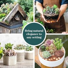 Shop Succulents Everything Mini Succulent Plant Pack – Live Mini Succulent Plants, Assorted Colorful Mix, Easy Care Houseplants – Gardening, Terrariums, Gifts & Party Favors, 2" Pots