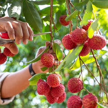 Live Mauritius Lychee Tree – Litchi chinensis | Tropical Lychee Fruit Tree Live Plant in 4 Inch Pot | Sweet & Fragrant Exotic Plant | Healthy Live Plant | Pack of 5