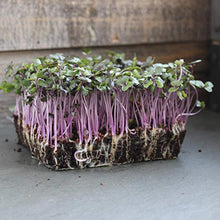 Mountain Valley Seed Company Organic Red Acre Cabbage Seeds - 25 Lb Bulk, Heirloom, Non-GMO Green, Red