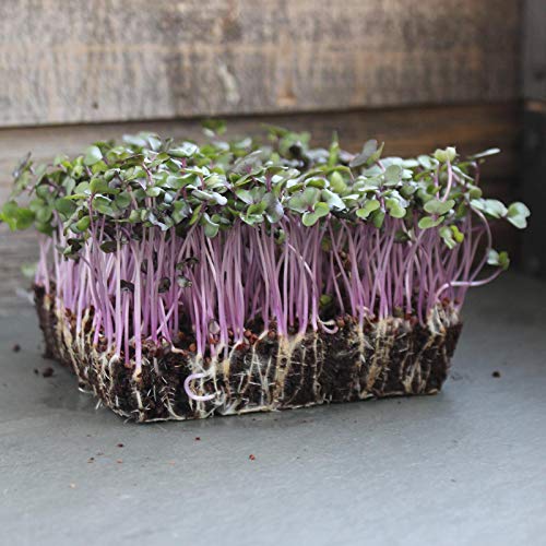 Mountain Valley Seed Company Organic Red Acre Cabbage Seeds - 25 Lb Bulk, Heirloom, Non-GMO Green, Red