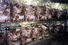 MushroomMediaOnline Unicorn Bag 3T for Mushroom Growers - 500 Count