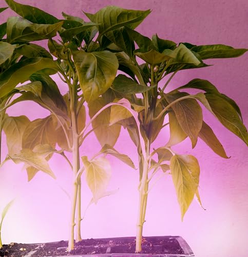 Miracle LED Smokephonics Indoor Grow Light Kit 150W Red & Blue Spectrum