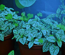 Miracle LED Plant Life Cycle 3-Socket Synchronized Grow Light Kit with 3 Blue Spectrum Ultra Grow Bulbs and 3 Full Spectrum Multi-Plant Bulbs and Sproutmatic All-Weather Timer Controls (4-Pack)