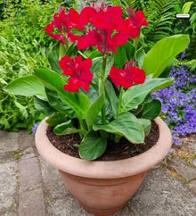 Votaniki Red Beauty Dwarf Canna #1 Size Rhizome, Vivid Red Summer Flowers, Compact Green Foliage for Containers, Sunny Borders, Patio Gardens and Tropical Displays