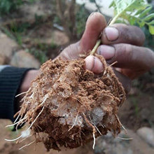 Soil Vigor Potassium Polyacrylate Superabsorbent Soil Amendment 45 lbs White