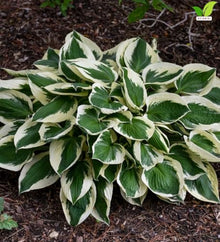 Votaniki Hosta Patriot #1 Size Root Variegated Dark Green White Foliage Lavender Flowers for Shade Gardens Woodland Borders Patio Containers and Landscape Planting