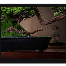 Simulation Welcome Songke Bonsai Office Decoration New Green Plants Living Room Entrance Decoration Podocarpus Hotel Gifts and Crafts House Plant (Color : C) (Green)