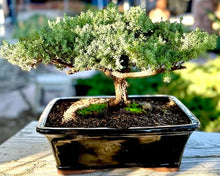 Live Dwarf Juniper Bonsai Tree 15+Years Old | Juniper or Jade Bonsai Tree | Indoor/Outdoor | 100% Handcrafted| Home and Office Décor | Best Gift for Holiday (style4)
