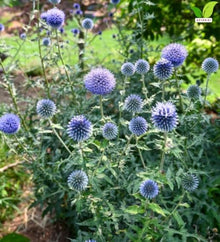 Votaniki Echinops Bannaticus 'Blue Glow' (Globe Thistle) #1 Size Root for Planting – Hardy Perennial with Spiky Blue Blooms | Perennial Fowers for Pollinators & Cut Flowers (25 Pack)