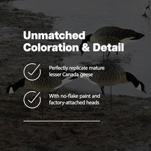 Avian-X Topflight Early Season Teal & AXP Honkers Fusion Canada Goose Decoy Set 6 Pack