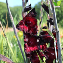 Votaniki's Espresso Gladiolus Bulbs for Planting Dark Red Flower Bulbs Summer Bloom Tall Gladiolus Corms for Garden Beds Borders Cut Flowers Deer Resistant Easy Grow Pack (Pack of 250)