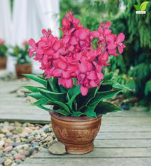Votaniki Pink Beauty Canna Lily #1 Size Rhizome, Pink Mid Summer Flowers, 24 to 36 Inch Mature Height, Full Sun to Partial Shade, Spring Planting for Containers