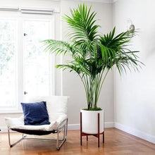 Simply Trees Kentia Palm Indoor House Plant 6-7 Feet Green