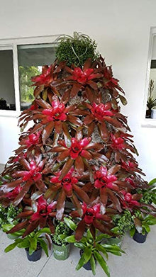 Creative Displays Full Round Poinsettia Tree Rack Display 106FB - Freestanding Vertical Garden Frame | Great for Poinsettias, Flowers, Potted Plants, Succulents, and More (6.5 Ft)