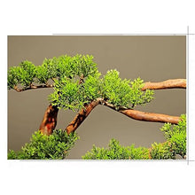 Fake Bonsai Tree Artificial Bonsai Welcoming Pine Landscape Green Plants Home Bonsai Pine Tree Decorations Artificial Bonsai Tree (Color : C)
