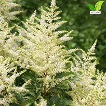 Votaniki Astilbe Avalanche Bare Root Perennial White Flowering Shade Plant Fragrant Plumes for Garden Borders Woodland Beds Cut Flower Landscaping Use (Pack of 25)