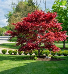 Votaniki Bloodgood Japanese Maple Live Tree 2 to 3 Feet Tall Acer palmatum with Burgundy Red Foliage for Containers Small Gardens Landscape Accents and Specimen Planting