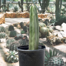 Cactus Outlet - Mexican Fence Post Cacti - Cactus Plants Live, 36”+ Live Plants Indoor & Outdoor Use, Rare Large Live Cactus - Landscape Ready Large Cactus Plant Live Delivered Right to Your Door