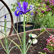 Dutch Iris ‘Telstar’ – Top-Size Bulbs for Fall Planting | Deep Blue Petals with Vibrant Yellow Accents, Hardy Dutch Variety Ideal for Borders, Beds, and Bright Spring Garden Color Displays