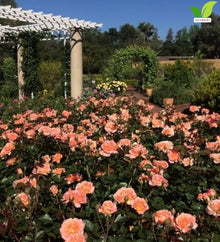 Votaniki Parfuma Bliss Floribunda Rose Bare Root Plant Creamy Pink Apricot Double Blooms Fragrant Repeat Flowering Disease Resistant Shrub Rose for Gardens Landscapes (12 Pack)