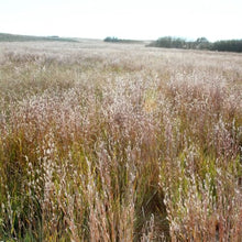Outsidepride Southeast Native Grass Seed Mix - 25 lbs. Perennial Drought-Tolerant Blend of Warm & Cool Season Grass Seeds for Southern Lawns, Ideal for Wildlife, Erosion Control & Soil Improvement