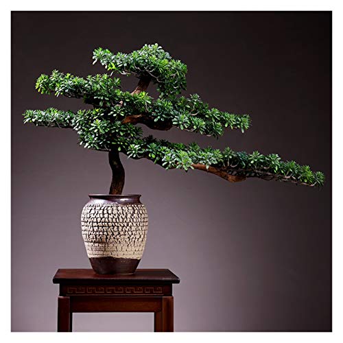 Large Living Room Simulation Welcoming Pine Bonsai Porch Plant Potted Indoor Desktop Green Plants Flower Ornaments Decoration Gifts House Plant (Color : L)