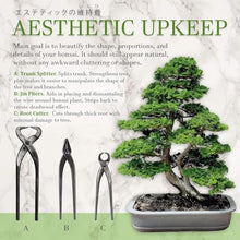 BambooMN Bonsai 3 Piece Trunk and Root Set - 30 Sets