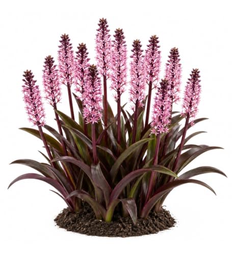 Votaniki Purple Reign Pineapple Lily Eucomis Top Size Bulb with Burgundy Foliage and Pink Mauve Flower Spikes for Patio Containers Borders Cut Flowers and Summer Gardens