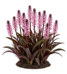 Votaniki Purple Reign Pineapple Lily Eucomis Top Size Bulb with Burgundy Foliage and Pink Mauve Flower Spikes for Patio Containers Borders Cut Flowers and Summer Gardens