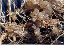 Soil Moist Soil Amendment Pail, 30-Pound