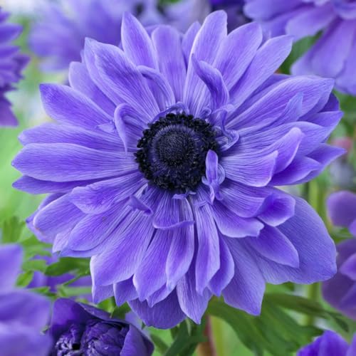 Votaniki Anemone Coronaria 'Lord Lieutenant' Bulbs for Planting - Double Flowers, Hardy Spring Blooming Perennials - Easy to Grow (500 Pack)