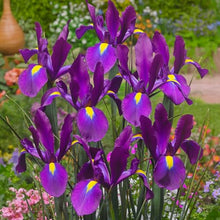 Votaniki Dutch Iris Purple Sensation Bulbs - Stunning Purple & Yellow Blooms for Spring Gardens | Easy to Grow, Perfect for Cutting Gardens, Hardy Perennial Flowers Bulbs (250 Pack)