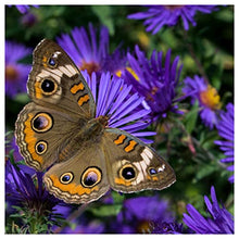 Everwilde Farms - 1 Lb New England Aster Native Wildflower Seeds - Gold Vault