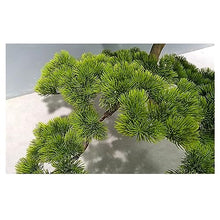 YXIANG56Q Fake Plants Simulated Inverted Artificial Pine Green Plant Landscape Indoor Courtyard Window Pine Tree Top of Wall Decoration Bonsai Tree(180x150cm)