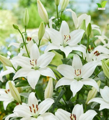 Votaniki Bright Diamond LA Hybrid Lily Top Size Bulbs, Fragrant Pure White Flowers with Lime Green Throats, Early to Mid Summer Blooms for Borders, Containers and Cutting Gardens