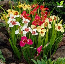 Votaniki Tigridia Kaleidoscope Mix Tiger Flower Bulbs Mixed Color Summer Bloom Garden Plants Full Sun to Partial Sun Outdoor Planting Cut Flower Use (Pack of 250)