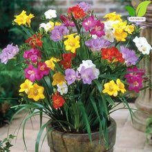 Votaniki's Single Freesia Mix Bulbs for Planting Fragrant Spring Flowers Colorful Trumpet Blooms for Garden Beds Containers Indoor Forcing Cut Flower Variety Outdoor (Pack of 250)