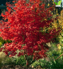 Votaniki Bloodgood Japanese Maple Live Tree 2 to 3 Feet Tall Acer palmatum with Burgundy Red Foliage for Containers Small Gardens Landscape Accents and Specimen Planting