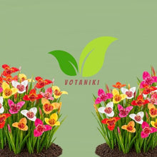 Votaniki Tigridia Kaleidoscope Mix Tiger Flower Bulbs Mixed Color Summer Bloom Garden Plants Full Sun to Partial Sun Outdoor Planting Cut Flower Use (Pack of 100)