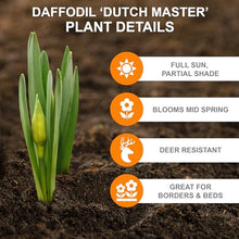 Garden State Bulb Narcissus Trumpet Dutch Master Daffodil Flower Bulbs, 14/16cm, Fall Planting (Bag of 250)