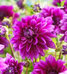 Votaniki Dahlia Le Baron Top Size Tubers Large Decorative Deep Purplish Red Fully Double Flowers Summer to Fall Bloom Plant for Borders Bouquets and Cut Flower Gardens (Pack of 25)