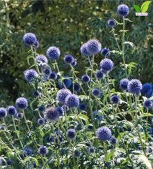 Votaniki Echinops Bannaticus 'Blue Glow' (Globe Thistle) #1 Size Root for Planting – Hardy Perennial with Spiky Blue Blooms | Perennial Fowers for Pollinators & Cut Flowers (25 Pack)