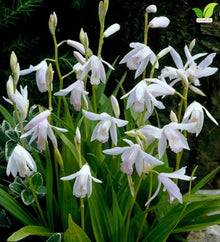 Votaniki Bletilla striata Alba Hardy Orchid #1 Size Root White Flowering Perennial with Iris Like Foliage for Woodland Gardens Borders Containers and Outdoor Landscapes