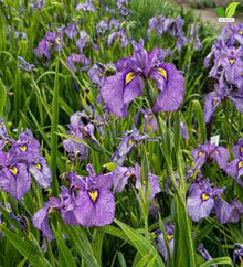 Votaniki Purple Dragon's Valley Pseudata Iris #1 Size Bare Root with Reddish Purple Blooms for Rain Gardens Borders Cut Flowers Mass Planting and Moist Garden Areas