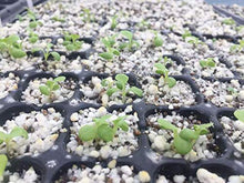 Bootstrap Farmer 128 Cell Seed Starting Tray Extra Thick 60 Trays Black